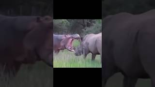 Who can defeat a mighty Rhino shorts reels mp4 [upl. by Zertnom]