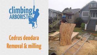 Cedrus deodara tree removal amp milling the trunk w Alaskan mill [upl. by Purse]