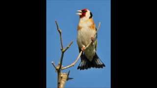 صوت الحسون الأصلي  Stieglitz Major Beste Gesang  Le roi du chardonneret 2013 [upl. by Luhey371]