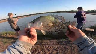 Catching 54 Sacalait Crappie In 2 Hours [upl. by Key]