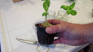 Grow Infinite Basil Plants for using Hydroponics or the Kratky Method [upl. by Faber]