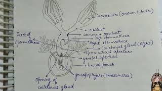 Female Reproductive System in Cockroach [upl. by Ehgit587]