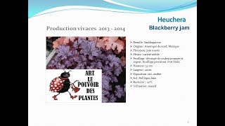 Heuchera Blackberry jam plante vivace [upl. by Neimad]