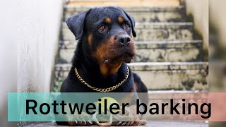 Rottweiler barking rottweiler guarddog rotterdam dog petlover doglover new puppy [upl. by Olenka]