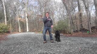 Labradoodle Puppy Training WinstonSalem NC  Noodle [upl. by Eyahs36]