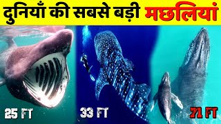 top7 biggest fish in the world wildlife biggestfish [upl. by Kafka]