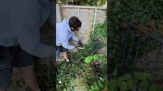 Ivy BE GONE Satisfying Ivy removal gardening gardenmakeover garden gardenrenovation diy ivy [upl. by Carolann]