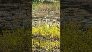 An Egret fishing amongst the swamp flowers What a glorious sight [upl. by Rabiah]