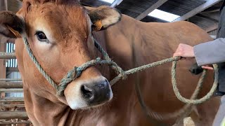 La Parthenaise à lhonneur au Salon de lagriculture [upl. by Aidiruy]