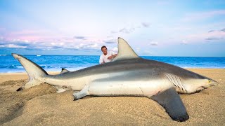 GIANT Blacktip Shark Catch Clean Cook [upl. by Gasser481]