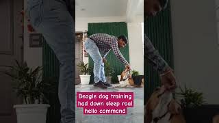 Beagle dog training had down sleep roal hello commanddoglover bestguarddog yourdog labrador pet [upl. by Kerr541]