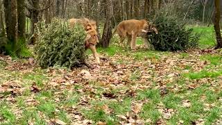 Enrichissement avec vos sapins de Noël 🌲 [upl. by Pape]