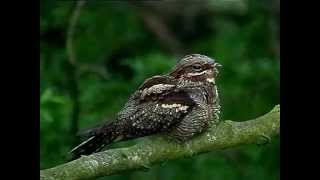 Nightjar singing in daylight [upl. by Assi]