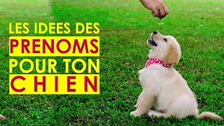 Les prenoms de chiens  comment nommer son chien en S 2021 60 [upl. by Ahsimaj]