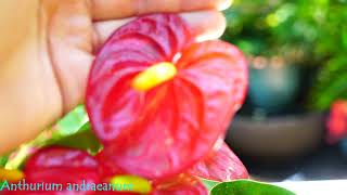 Anthuriums Bloom Encouragment [upl. by Etty224]