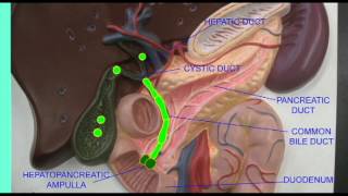 DIGESTIVE SYSTEM BILE DUCTS [upl. by Sklar]