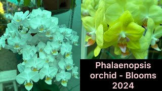 PHALAENOPSIS ORCHID  BLOOM 2024 [upl. by Anan]