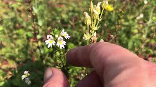 How to identify and use Eyebright [upl. by Arahsak393]