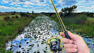 Crazy Topwater Fish in Florida Swamps [upl. by Lucias]