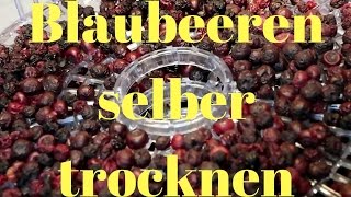 Blaubeeren selber trocknen Blaubeeren trocknen Heidelbeeren trocknen [upl. by Ssecnirp]