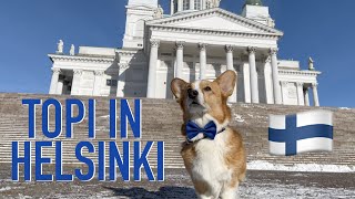 HELSINKI TOUR  Topi the Corgi [upl. by Michi682]