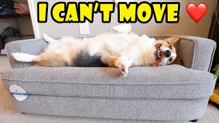 CORGIS CHRISTMAS PRESENT LaZBoy Dog Sofa 🛋🥔  Life After College Ep 694 [upl. by Wilmer]