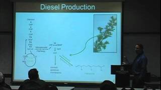 E Coli vs Yeast [upl. by Phoebe435]