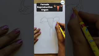 Female Reproductive Organ  Diagram  Shorts  Infinity Learn 9 amp 10 [upl. by Giarc]