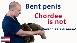 Chordee is not Peyronie’s disease  UroChannel [upl. by Yelkcub]