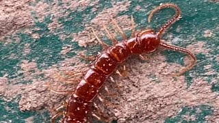 Lithobius Forficatus Common UKCentipede [upl. by Ridglee]