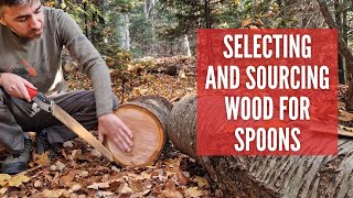 Selecting and Sourcing Wood for Spoons Handcraft in the Woods [upl. by Ayhdiv887]