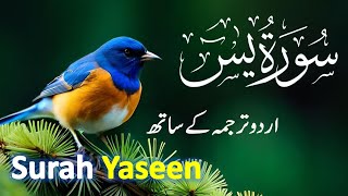 Surah Yasin  Yaseen  with Urdu Tarjuma  Quran Tilawat Beautiful Voice  Hindi Translation [upl. by Shetrit]