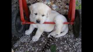 chiots labrador 1 mois [upl. by Anaela]