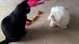 Maltipoo and Cat Play and Wrestle [upl. by Motteo]