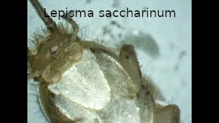 Silverfish Lepisma saccharinum  Ventral View under Dissecting Microscope [upl. by Modesty621]