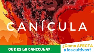 ¿Qué es la CANÍCULA y cómo AFECTA a los CULTIVOS😰☀️🔥 [upl. by Latrina61]