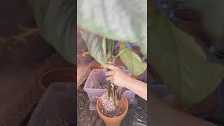 How to repot Philodendron Sodiroi Aff [upl. by Nednil]