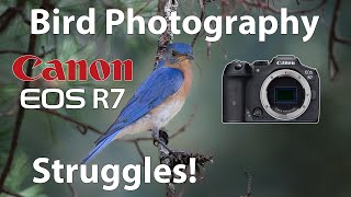 Canon R7 Bird Photography Struggles [upl. by Atnoid]