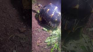 Tarta Wash  Astrochelys Radiata [upl. by Nnaeinahpets]