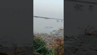 Night Heron amp Egret hunting Sindh Pakistan Best [upl. by Gere299]