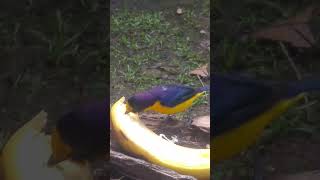 Gaturamoverdadeiro Euphonia violacea [upl. by Ume]