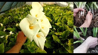 How to Grow and care for Calla Lily  10 years of experience [upl. by Kris]