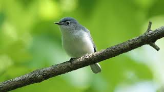 Blue Gray Gnatcatcher [upl. by Nnave]