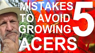 5 Five Mistakes to Avoid when Planting Acers  Japanese Maples [upl. by Ayt798]