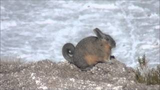 Southern Viscacha  Lagidium viscacia Molina 1782 [upl. by Ursulette337]