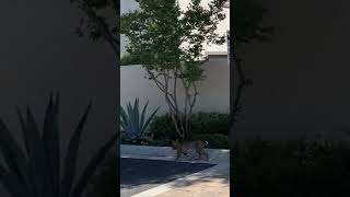 Suburban Jungle natureismetal keepnaturemetal bobcat squirrels [upl. by Euqirdor997]