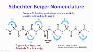 Protein Purification amp Characterization [upl. by Ramedlav]