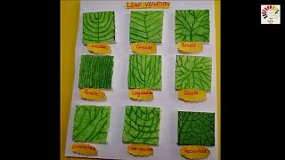 Venation of leaf model  Leaf venation model project  Types of leaf venation  science fair project [upl. by Nod]