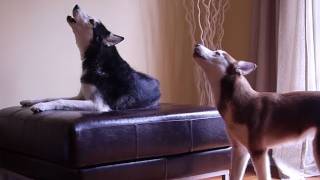 2 TALKING DOGS ARGUE BY HOWLING ORIGINAL [upl. by Elleron]