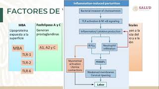 Curso Bacteriología Médica Aula Virtual Ureaplasma urealyticum [upl. by Boigie]